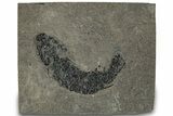 Devonian Lobed-Fin Fish (Osteolepis) Fossil - Scotland #319615-1